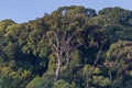 Big tree on top of mountain Royalty Free Stock Photo