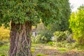 Big tree trunk covered with ivy and crown with many green leaves standing against garden and blurred white house with red roof.