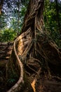 Big tree trunk covered by vine and root Royalty Free Stock Photo
