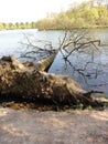 A big tree trunk fallen in the water - Front view