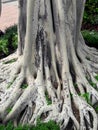 A big tree trunk with large roots