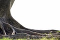 Big tree with trunk and roots spreading out beautiful on grass g Royalty Free Stock Photo