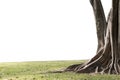 Big tree with trunk and roots spreading out beautiful on grass green nature isolated on white background Royalty Free Stock Photo