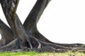 Big tree with trunk and roots spreading out beautiful on grass green nature isolated on white background. with clipping path Royalty Free Stock Photo