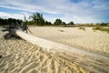 Big tree trunk in sand of national park Loonse en Drunense Duinen, The Netherlands