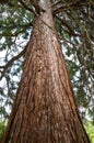 Big tree trunk sequoia Royalty Free Stock Photo