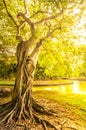 Big Tree trunk in the sunny afternoon