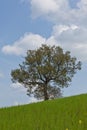 Big tree in tuscany