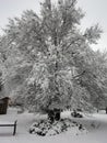 Big tree under tge snow is standing in the city park one winter day