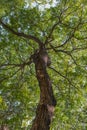 Big tree uprisen angle Royalty Free Stock Photo