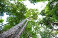 Big tree uprisen view with green leaves background Royalty Free Stock Photo