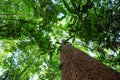 Big tree uprisen view with green leaves background Royalty Free Stock Photo