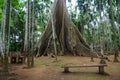 The Big tree In Uthai Thani, Thailand