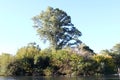 Big tree and vegetation in a lake.