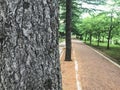 Big tree and a walking path in apark on the bachground, South Korea