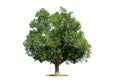 A big tree with a white background isolated Royalty Free Stock Photo