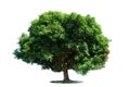 A big tree with a white background isolated Royalty Free Stock Photo