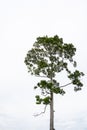 A big tree with white sky in summer time, white background Royalty Free Stock Photo