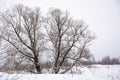 Big tree in winter. Spreading crown. Openwork silhouette of a tree crown. Branches without leaves in the snow