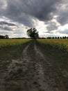 Big tree between a yellow field under dark clouds