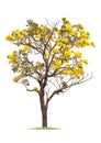 Big Tree with Yellow Flower Isolated on White Background. Royalty Free Stock Photo