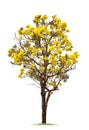 Big Tree with Yellow Flower Isolated on White Background. Royalty Free Stock Photo