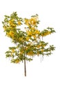 A big tree with yellow flower isolated on white Royalty Free Stock Photo