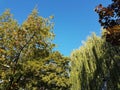 Big tree with yellow and green leaves in Germany. Royalty Free Stock Photo