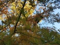 Big tree with yellow and green leaves in Germany. Royalty Free Stock Photo