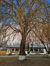 Big tree in Zamfira Monastery courtyard