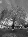 Big tree in Zamfira Monastery courtyard