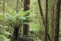 Big trees in Australian rainforest