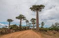 Big Trees in Avenue de Baobab - Madagascar