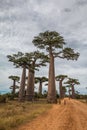 Big Trees in Avenue de Baobab in Madagascar