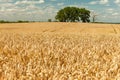 Big trees behind a huge wheat field Royalty Free Stock Photo