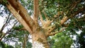 Big trees big brances closeup view, centenarian tree branches landscape 