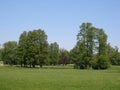 Big trees & blue sky