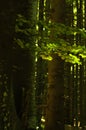 Big trees and brances in a dense forest