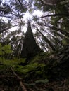 Big trees canopy from bug`s eye perspective Royalty Free Stock Photo