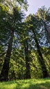 Big trees on the countryside of Hogsback, South Africa