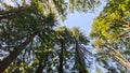 Big trees on the countryside of Hogsback, South Africa