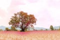 Big trees decorated in pink and wide space