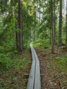 Duckboards derp in forest Royalty Free Stock Photo