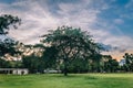 Big trees in the evening at golden hour Royalty Free Stock Photo