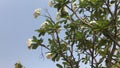 The big trees flowers in the garden