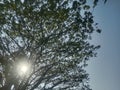 The sun peeks out behind the thick branches and leaves of an old tree against a blue sky background Royalty Free Stock Photo