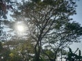 The sun peeks out behind the thick branches and leaves of an old tree against a blue sky background Royalty Free Stock Photo