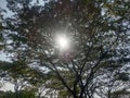 The sun peeks out behind the thick branches and leaves of an old tree against a blue sky background Royalty Free Stock Photo