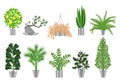 Big trees house plants collection. Vector illustration Royalty Free Stock Photo