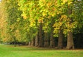 Autumn Trees in Kensington park in London